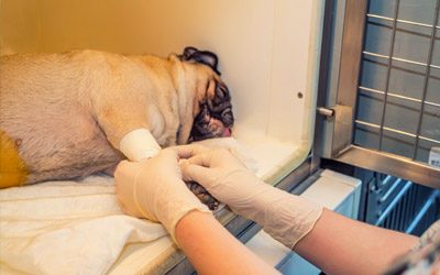 http://veterinairedes2ormeaux.fr/2017NEWSTART/wp-content/uploads/2017/07/hospitalisation_animaux_ramonville-400x250.jpg